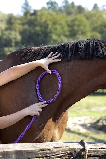 Terapia Hofmag PEMF impulsowym polem elektromagnetycznym / Fizjoterapia Koni